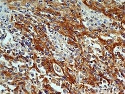 OGG1 Antibody (2B4) - Azide and BSA Free, Novus Biologicals 0.1 mg; Unconjugated:Antibodies,